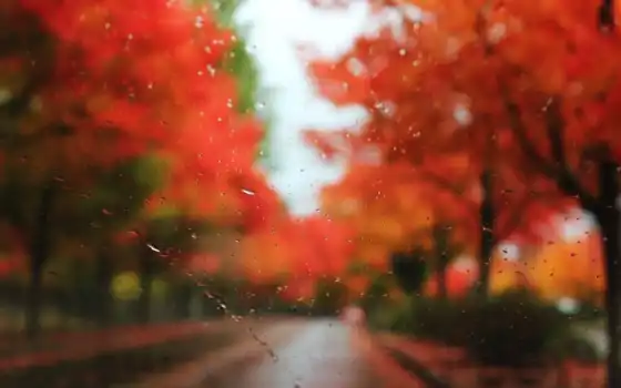 осень, стекло, капли, деревья, дождь, размытость, дорога, картинка, 