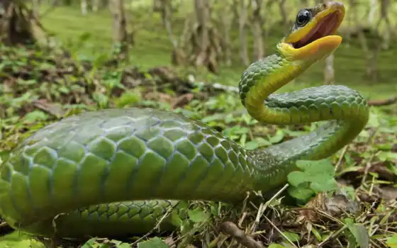 змея, змеи, зелёная, мем, 