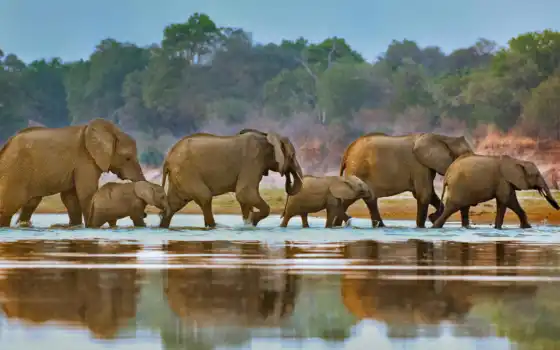 слоны, луангва, река, слон, пересечение, извилины, замбия, африкан, животные, бинг,