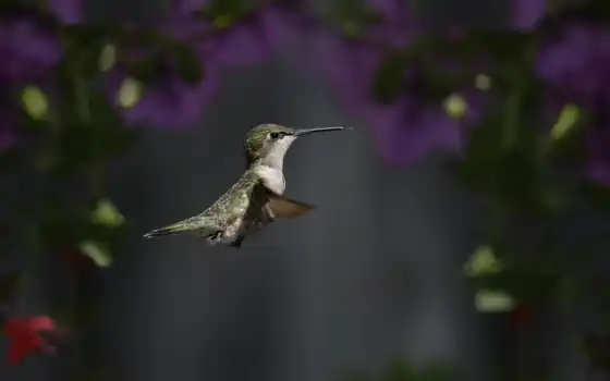 птица, цветы, колибри