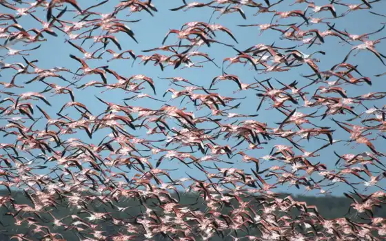 обои на рабочий стол, красивые картинки, картинки для ipad, обои для android