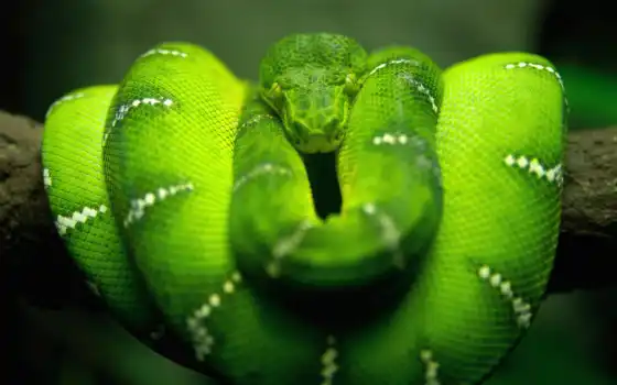 змея, природа, зелёный, макро, 
