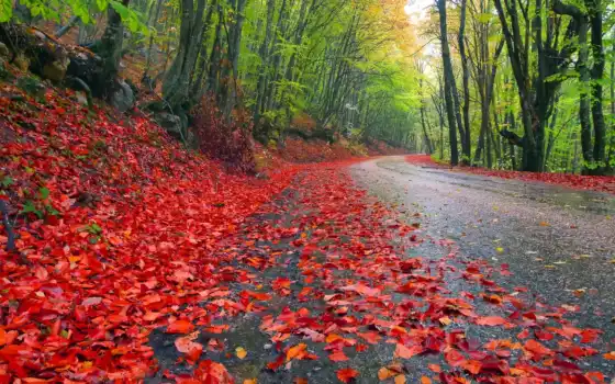 дом, лес, осень, листья, деревья, пейзажи, трава, дороги,