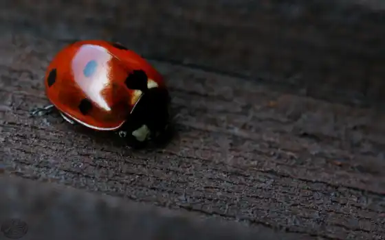 ladybug, amazing, фон, black, red, 