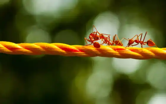 муравьи, макро, веревка, блики, ants, картинка, 