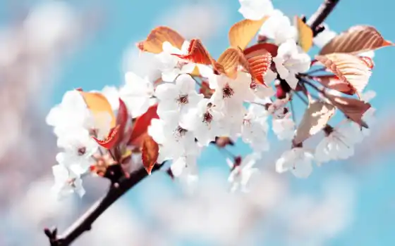 сакура, цветы, весна,