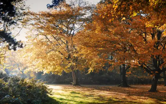 осень, свет, деревя, парк,