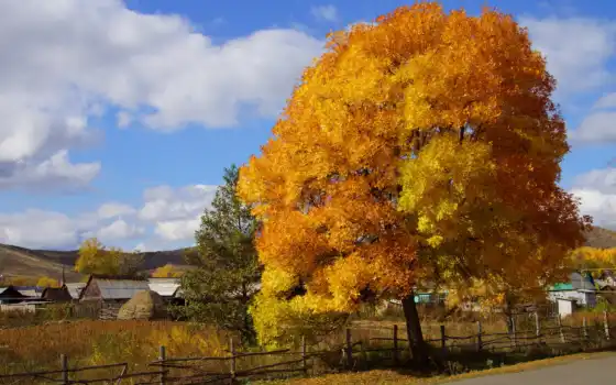 осень, природа, дерево, краски, деревня, 