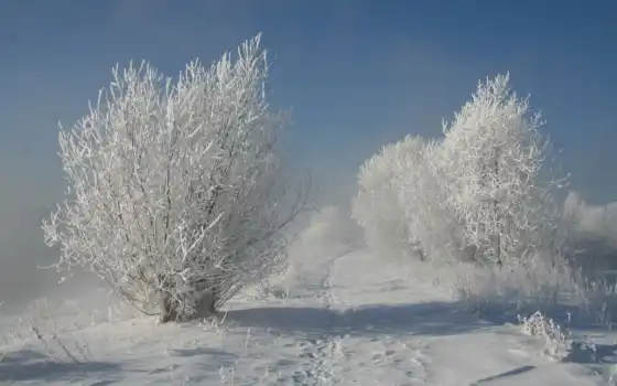 зима, финляндская, живописная, и тихая, полноценная, тропинка,