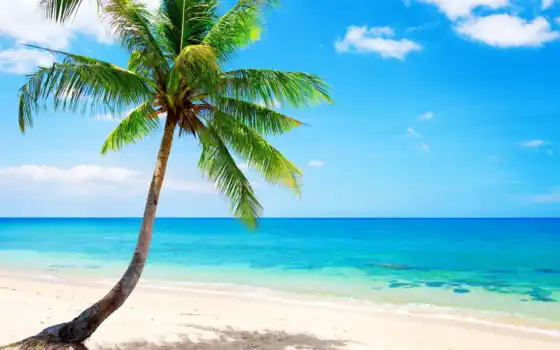 пальмы, деревья, летние, океан, море, тропические, синие, песок, тропик