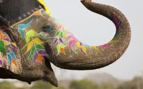слон, индий