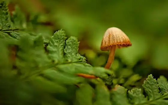 mushroom, лес, lak
