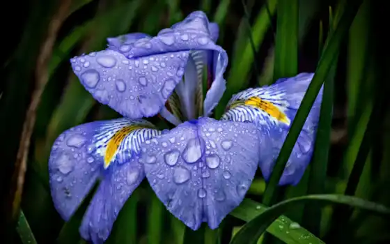 iris, makryi, цветочный, фиолетовый, коричневый