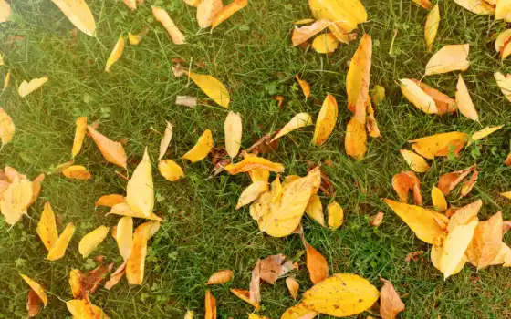 лист, трава, пасти, осень