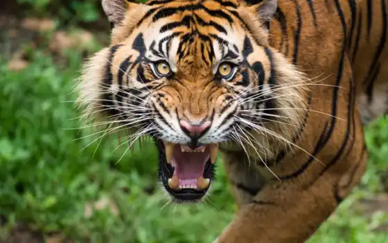 тигр, животное, зуб, кот, смотреть, биг