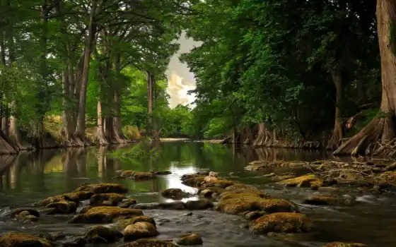 деревья, река, корни, камни, вода, мох, лес, природа, день, 
