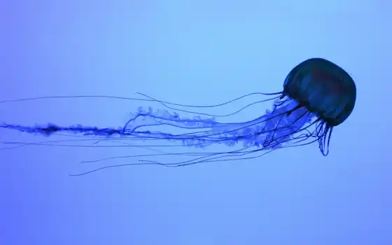 медузы, под водой, медузы, класс,