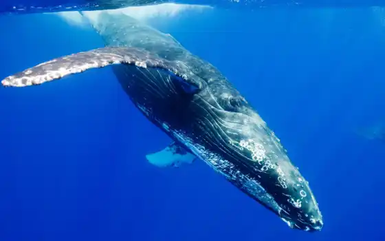 кит, humpback, animal, water, миро, ocean, underwater, fond, diving, depth, касатка