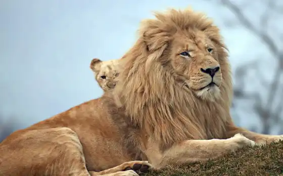 животное, льва, животное, левое