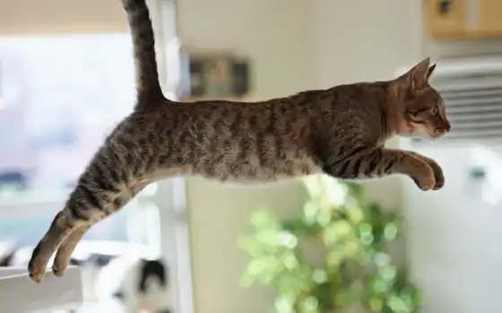 прыжок, кот