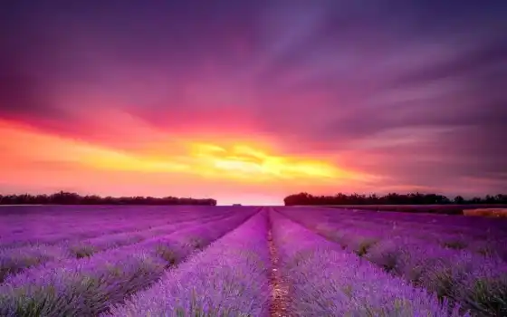 закат, поле, lavender, цветы