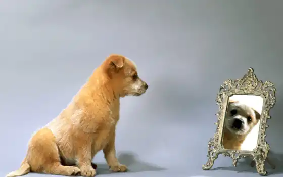 собака, кенок, зеркало, животное