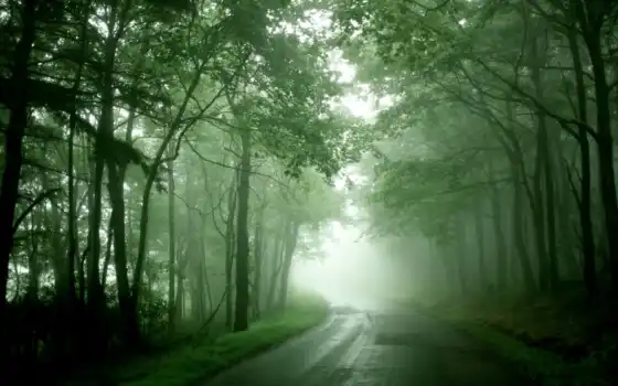 туман, дорога, лес, 