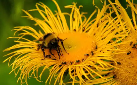 insects, насекомое, пчелы, пчелка, цветы, flowers, photos, desktop, pictures, 