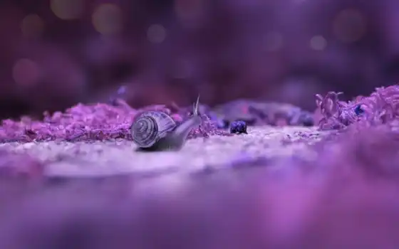 purple, snail, свет, размытость, mobile, природа, цветы