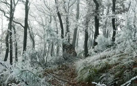 лес, зима, горящие