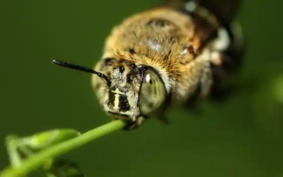пчелка, насекомое, are, images, top, пчелы, 