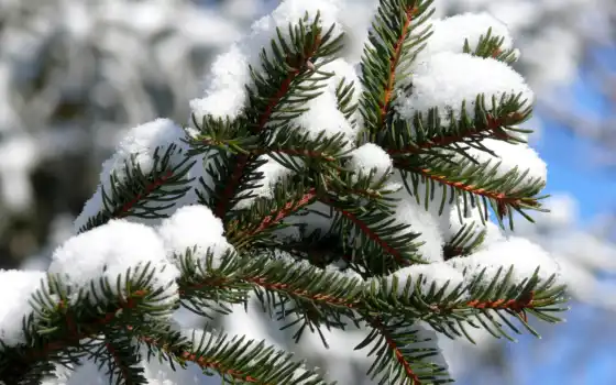 winter, branch, снег, иней, елка, небо, иголки, холод, горы, дерево, похожие, 