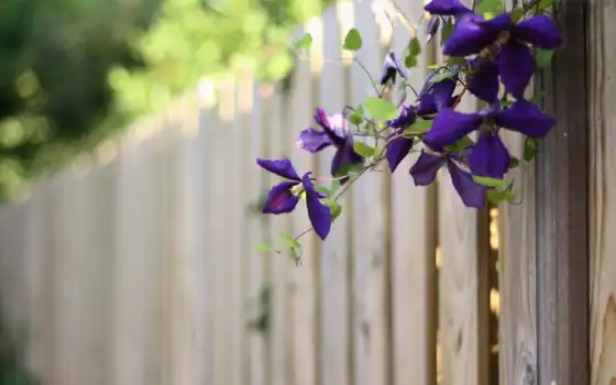 забор, цветы