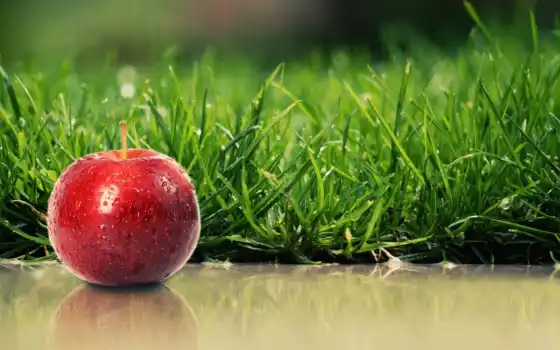 apple, яблоки, трава, красное, зелёная, summer, 