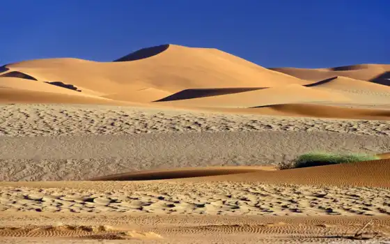 пустыня, бамбук, африка