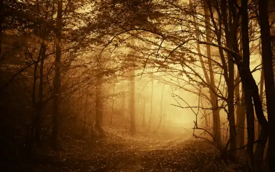 дорога, деревья, лес, ветки, туман, осень, тропинка, 