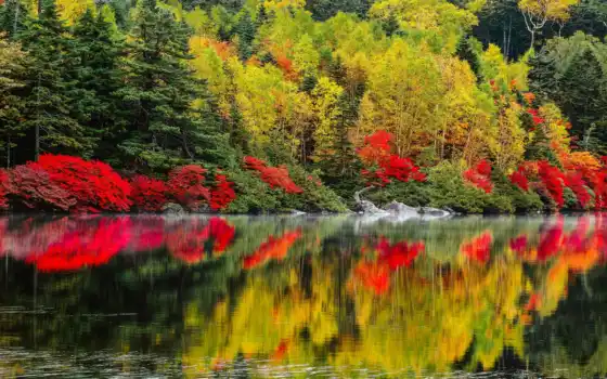 природа, осень, озеро, деревья, пейзаж, леса, картинка, 