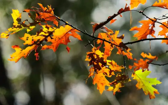 лес, divar, осень, pinterest, макро, mobile, листва, indir, branch, 
