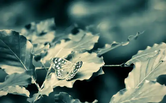 бабочка, лист, world, использование, life, качественные, one, собрать, fonwall