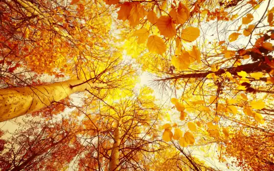 осень, образование, лес, лес, море, солнце, лес, деревья,
