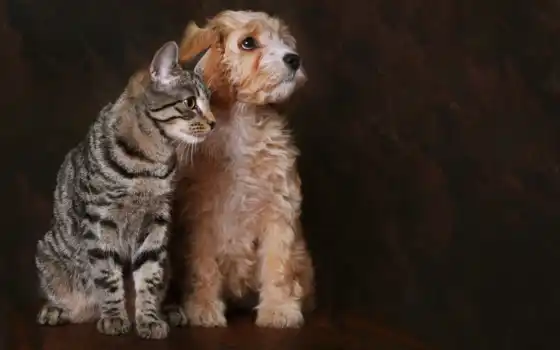 дружба, кот, собака, высоком, кошки, щенок, котенок, друзья, 