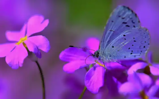 бабочка, цветы, purple, сиреневый