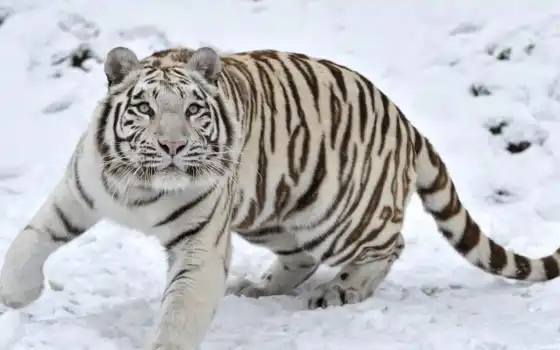 тигр, снег, белый, животное