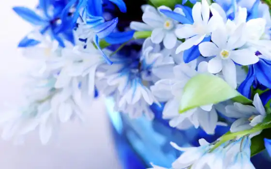 цветы, голубой, букет, листки, нежно, цвет, 