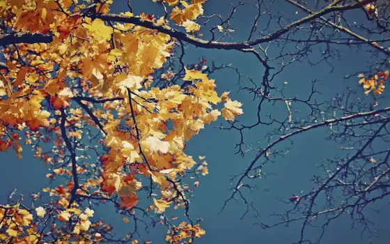 осень, лист, губы