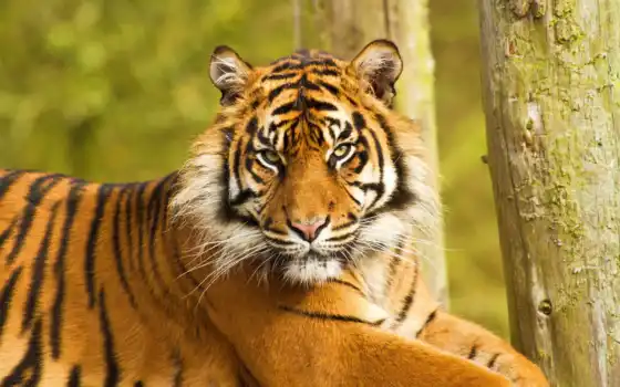 тигр, недовольный, морда, лежит, картинка, картинку, животные, бесплатные, вертикали, горизонтали, имеет, тигры, 