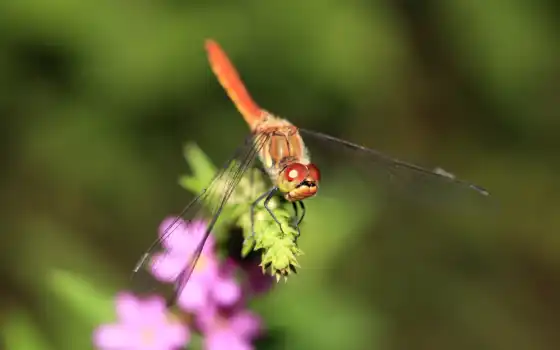 animals, cool, dragonflies, 