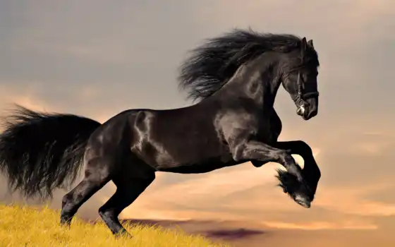 stallion, krasavchik, родословный, пулуба, черный, жесткий