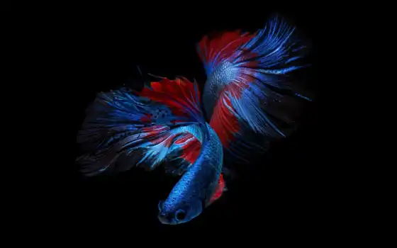 fish, red, blue, black, betta, сиамский, бой, splenden