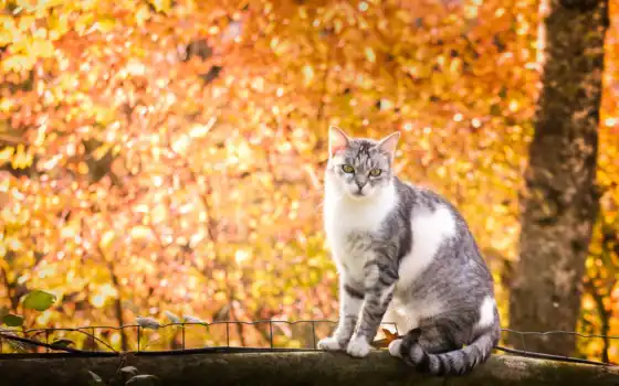 кот, дерево, осень, krot